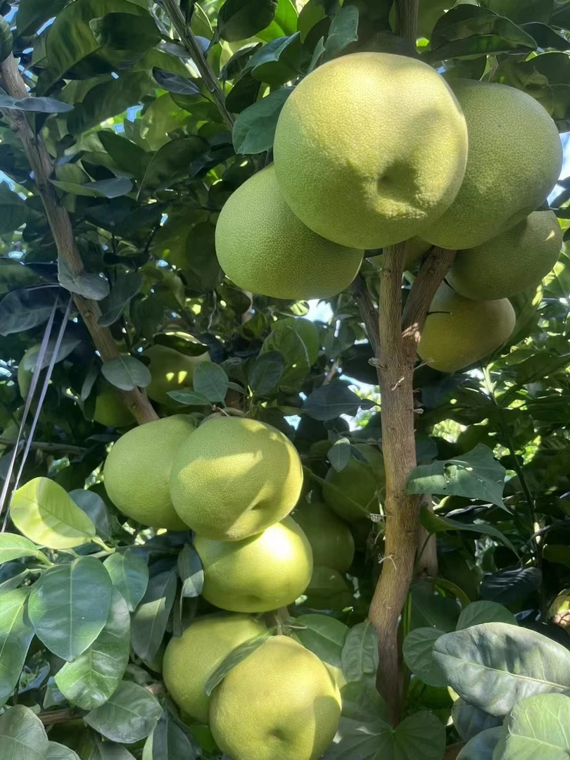 福建度尾红心文旦柚10斤