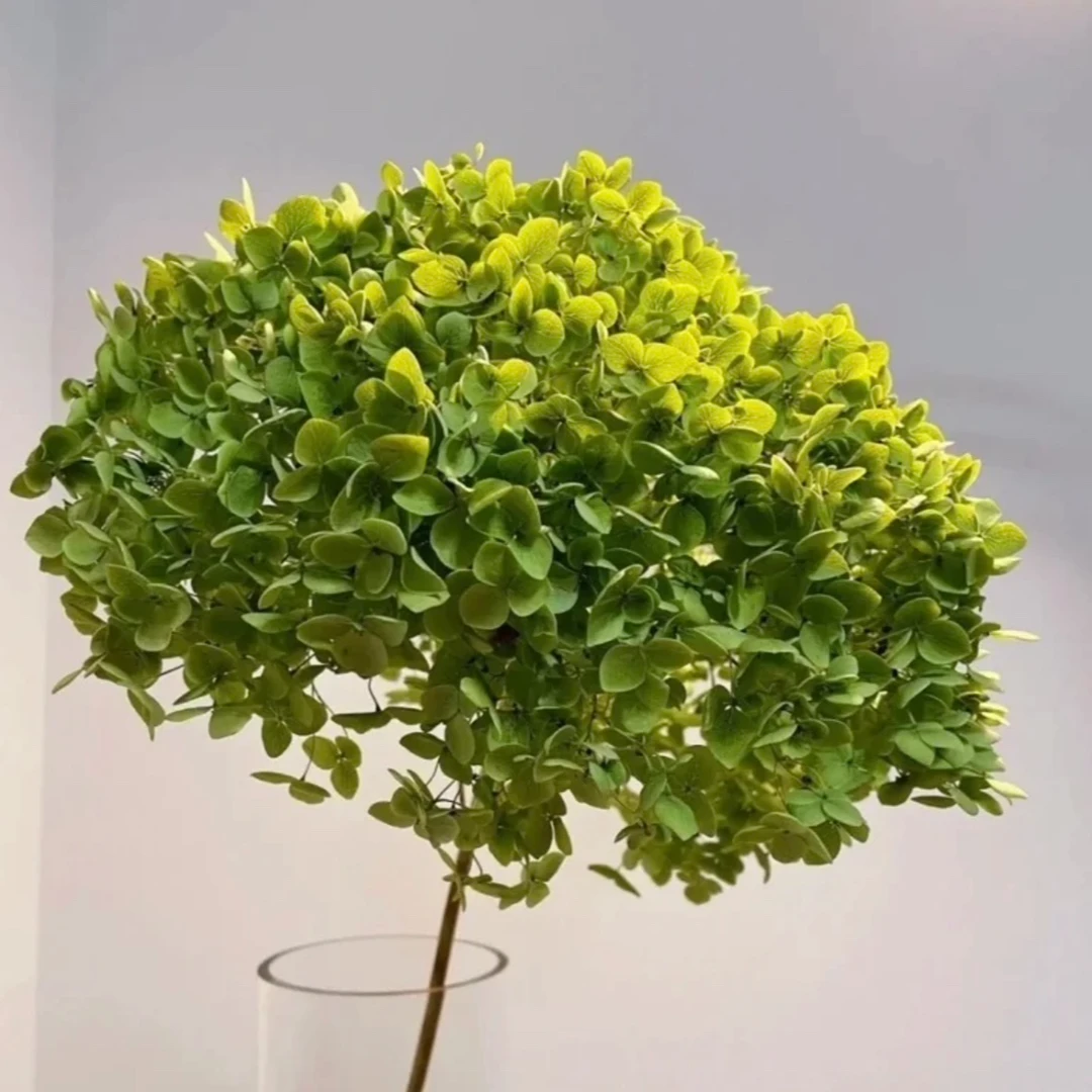 安娜绣球 超大头 可做干花 好打理