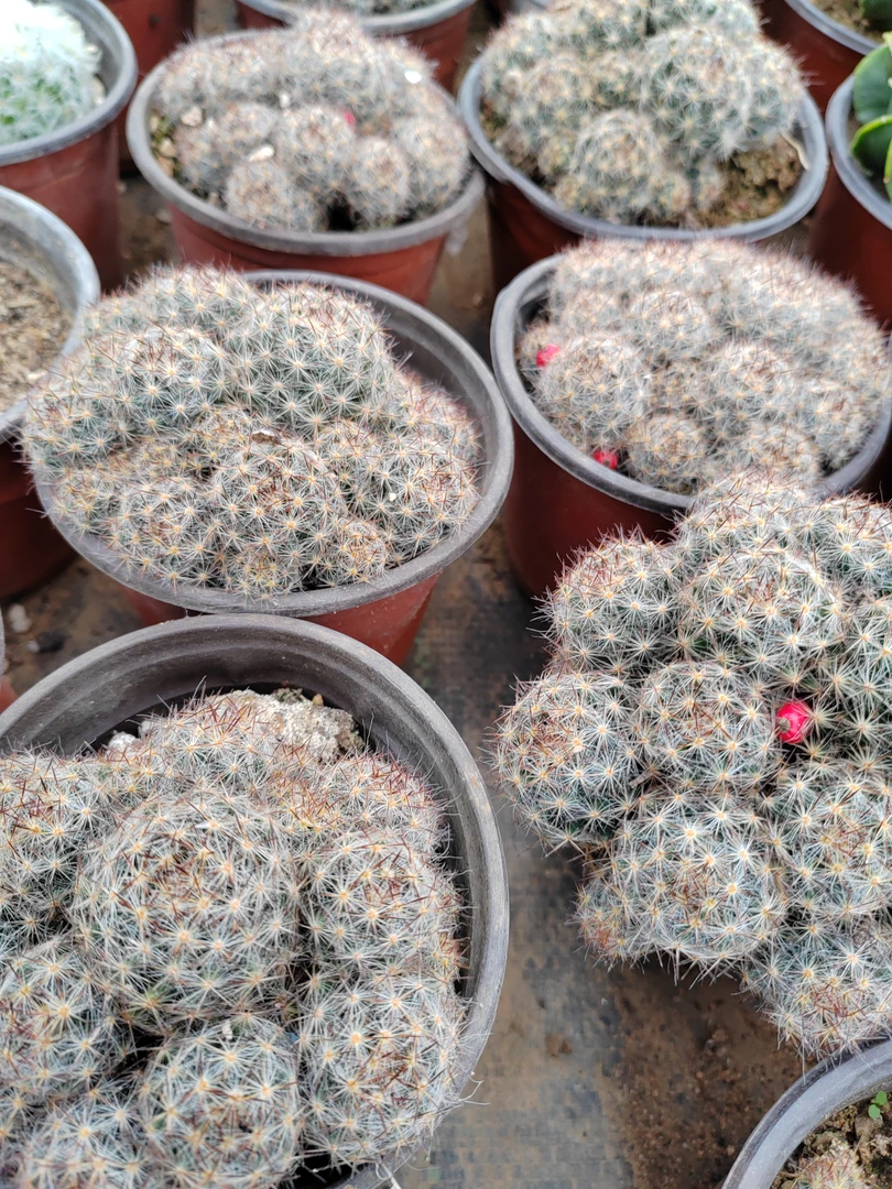 潮流植物仙人球多肉植物多肉盆栽仙人掌松下大群多肉