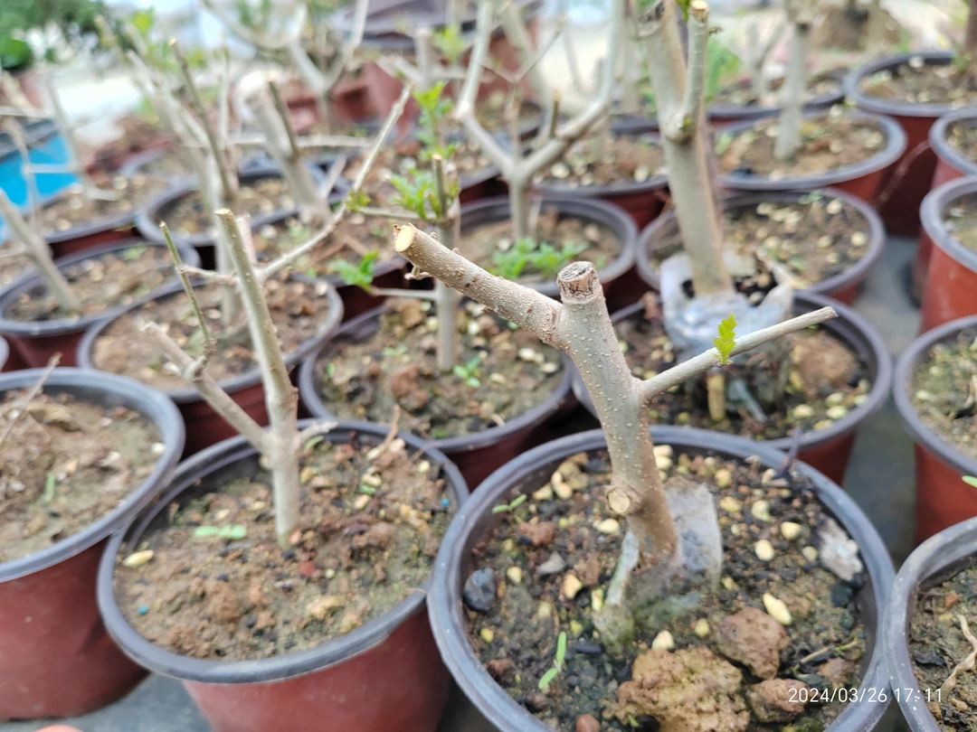 盆景素材对节白蜡扦插苗，带盆发货石化桧白蜡盆景