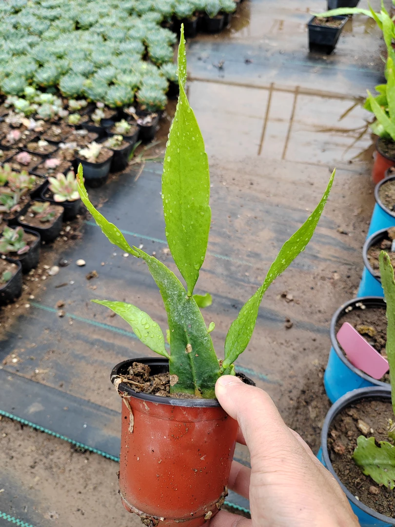 潮流植物昙花，印尼进口小叶昙花室内