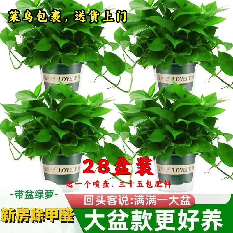 【28盆装，菜鸟送货上门】大户型超值套餐大盆绿萝盆栽植物新房家用