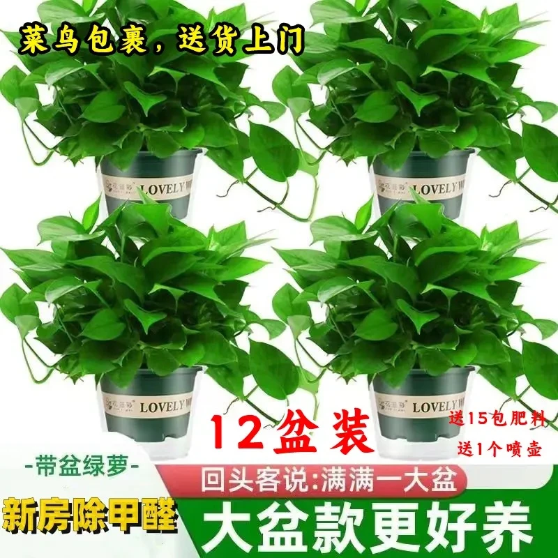 【12盆装，菜鸟送货上门】桌面大盆绿萝盆栽室内植物植绿箩新房家用