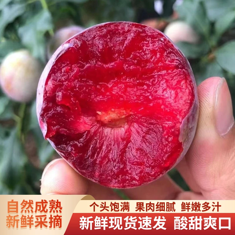 广西新鲜现摘三华李1斤3斤5斤包邮脆甜可口酸酸甜甜采摘生态多汁