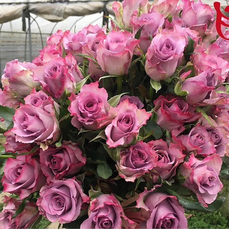 【紫霞仙子】切花型阳台庭院好养护抗病性强月季盆栽