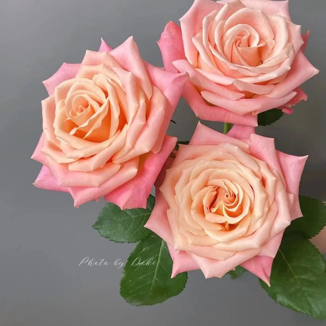 【猪猪小姐1加仑盆】阳台庭院好养护抗病性强花卉绿植月季盆栽地栽