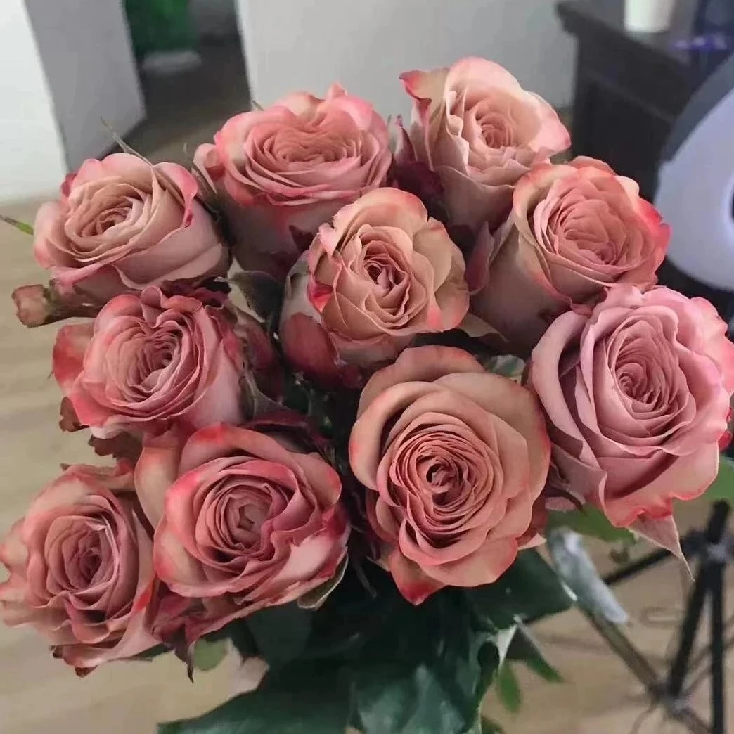 【卡布奇诺独棵】玫瑰花型切花月季阳台庭院盆栽地栽好养护月季