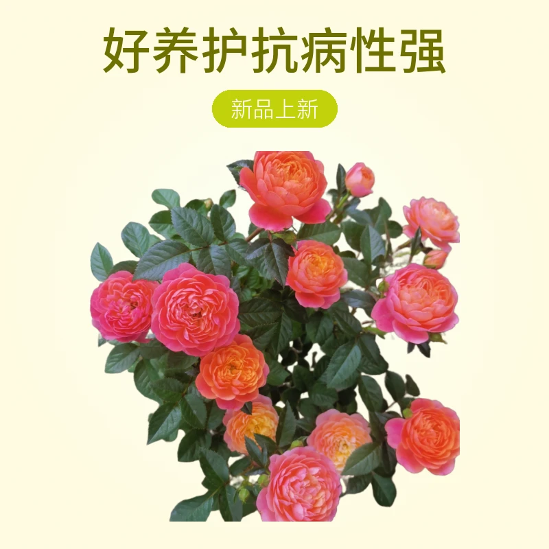 【彩虹果汁】阳台庭院花园楼顶好养护抗病性强花卉绿植月季盆栽