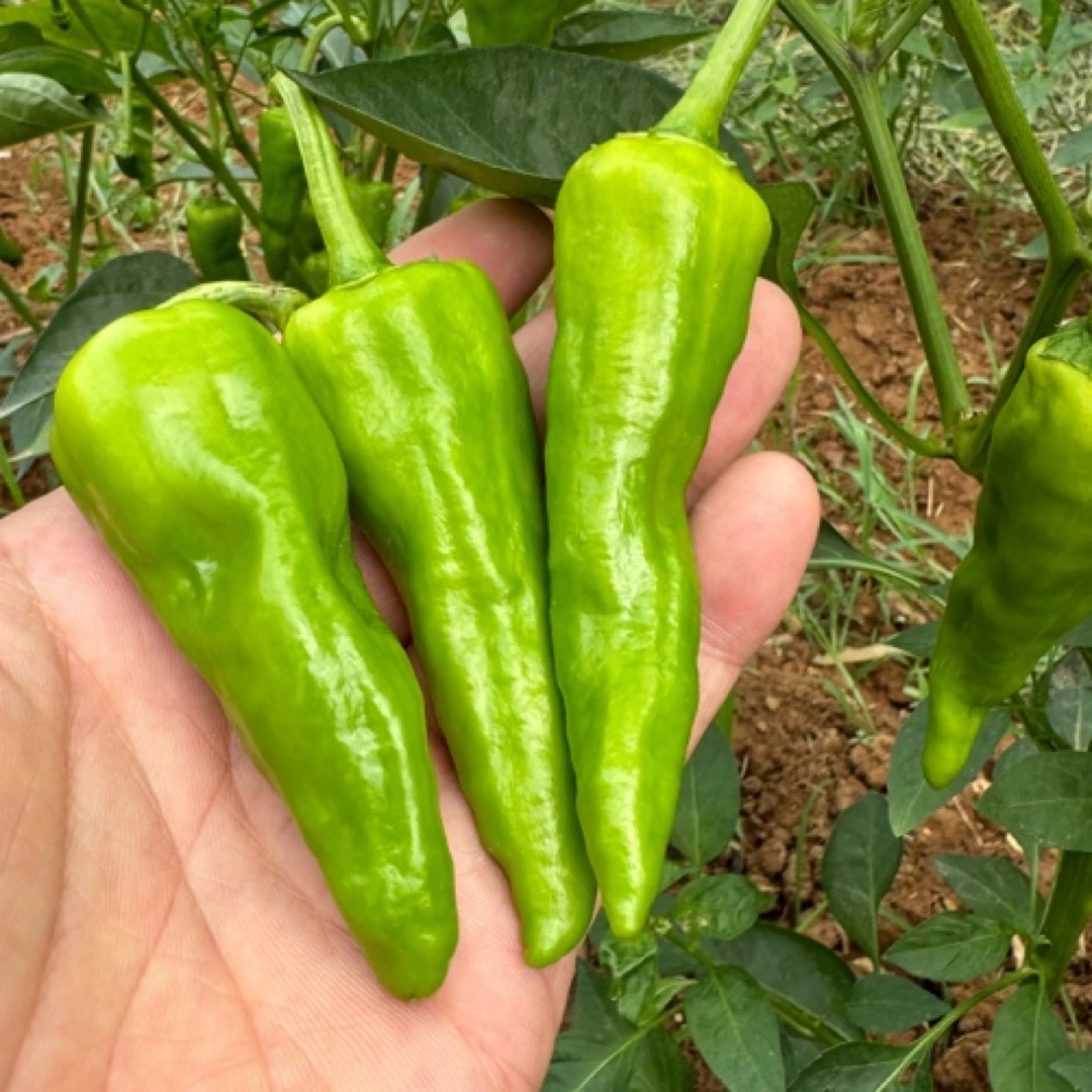 松滋本地青辣椒农家菜园现摘土辣椒3斤