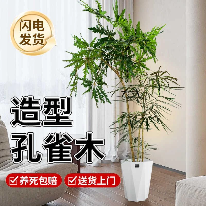 孔雀木绿植盆栽室内客厅旺宅植物阳台去甲醛新房大型落地盆景
