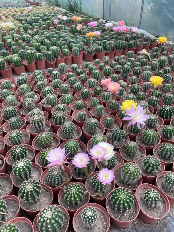 仙人球多肉植物盆栽室内阳台绿植组合易养开花