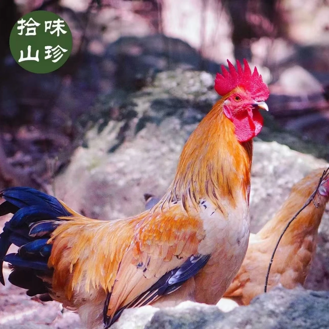 小公鸡正宗野外散养土公鸡小公鸡草鸡活鸡现杀鸡肉净膛2.3-2.5斤