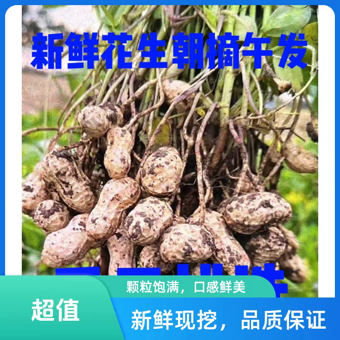 新鲜湿花生现挖现发2024年新鲜花生可水煮可做五香花生