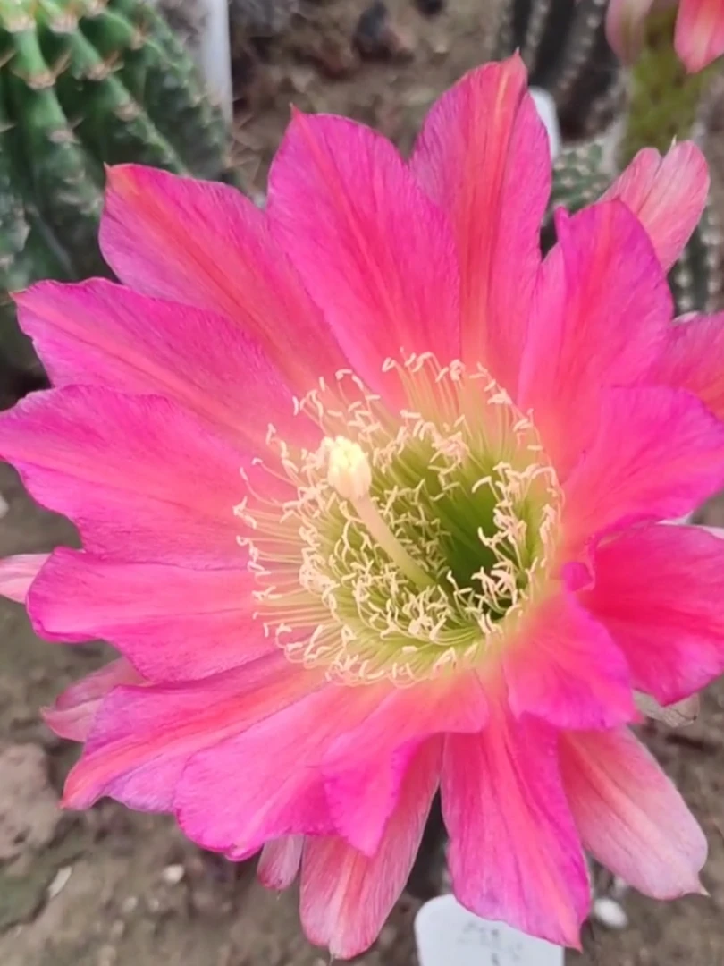 美瞳毛花柱侧牙歪仙人球