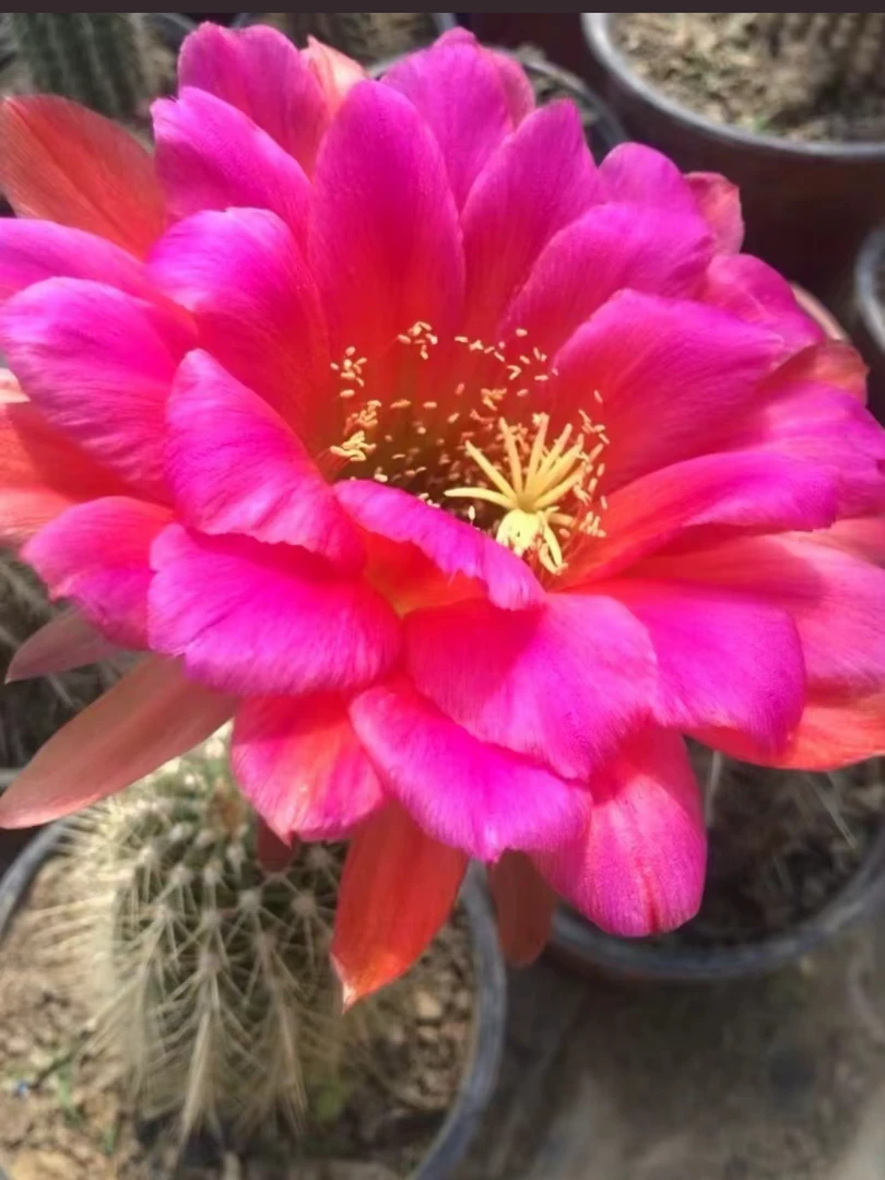 OE3毛花柱侧牙5公分以上仙人球