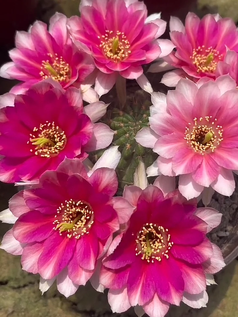 56C丽花侧牙3公分以上仙人球