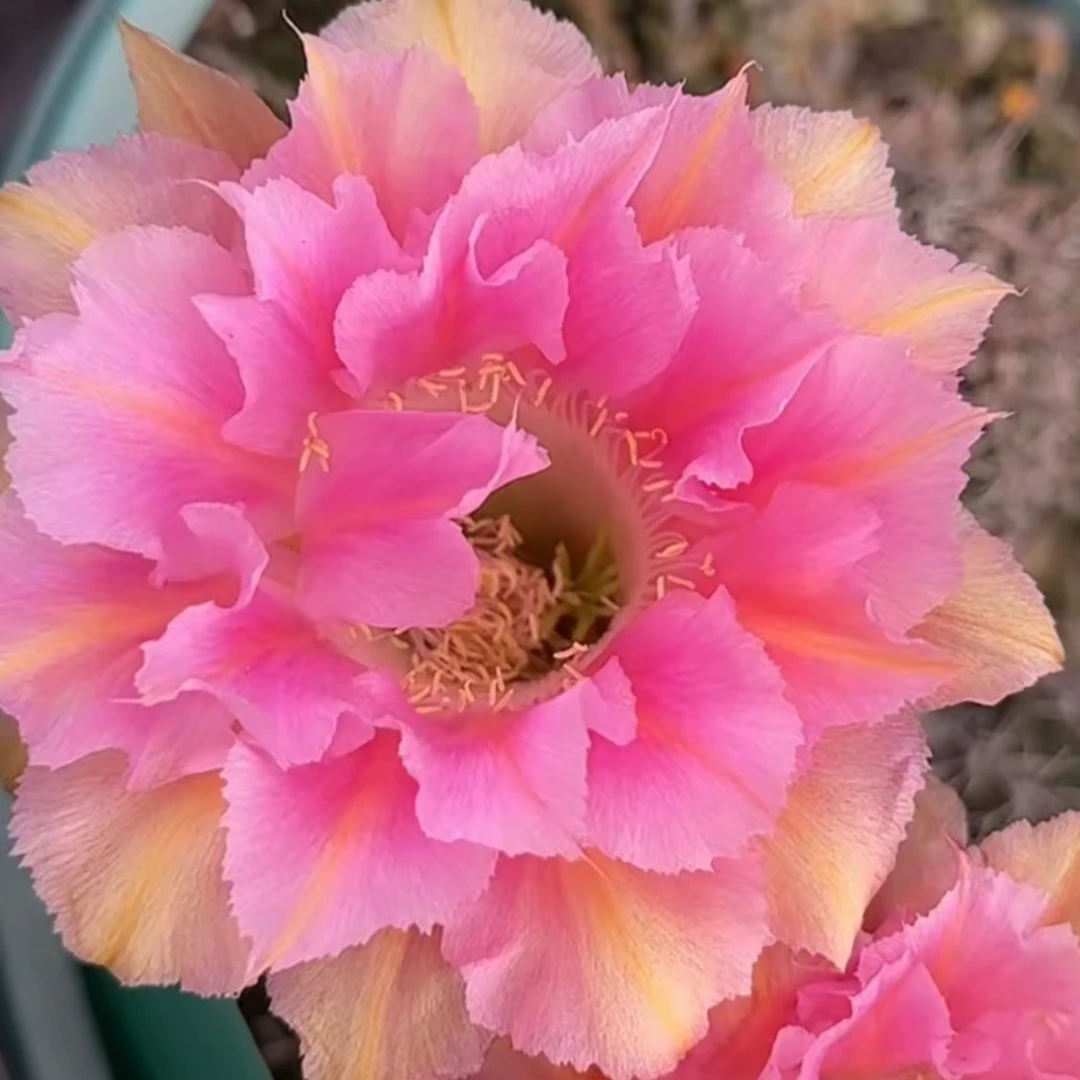 粉洛新品彩草仙人球侧牙歪5公分