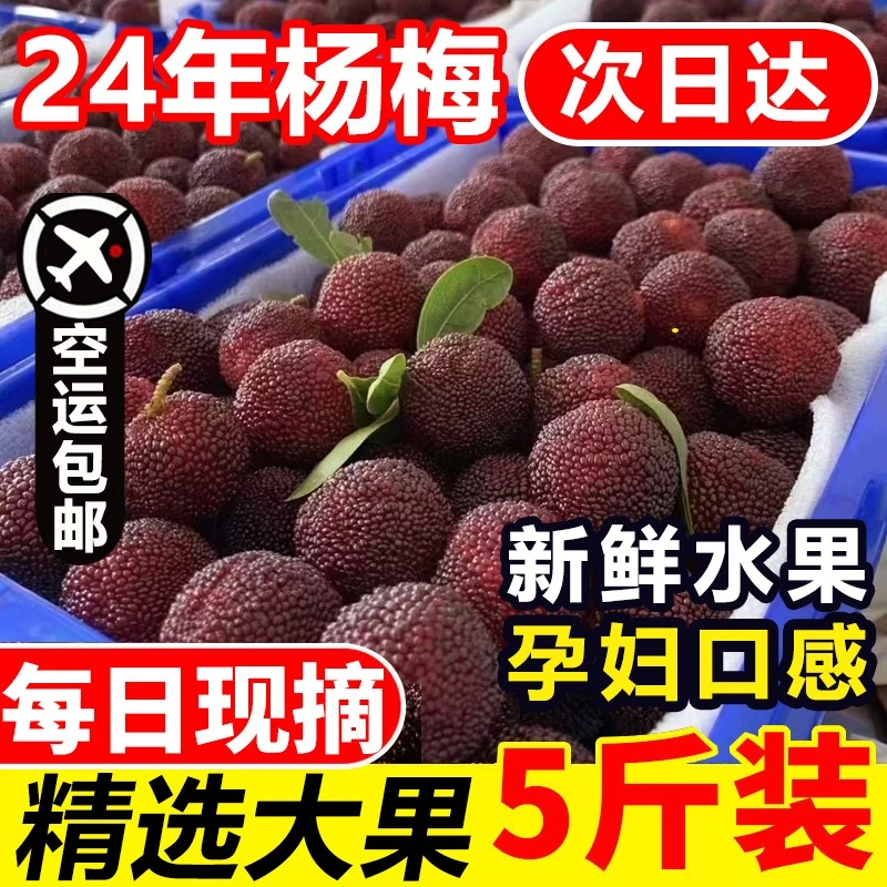 2024年新鲜杨梅鲜果当季孕妇水果现摘早鲜杨梅五斤装【冷链空运】