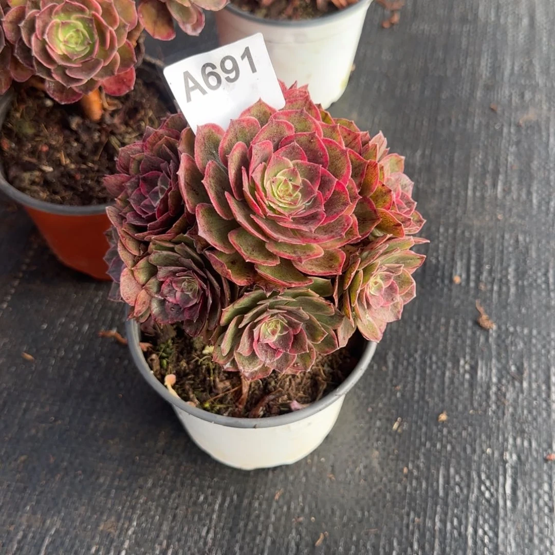 L****?精品多肉0000691