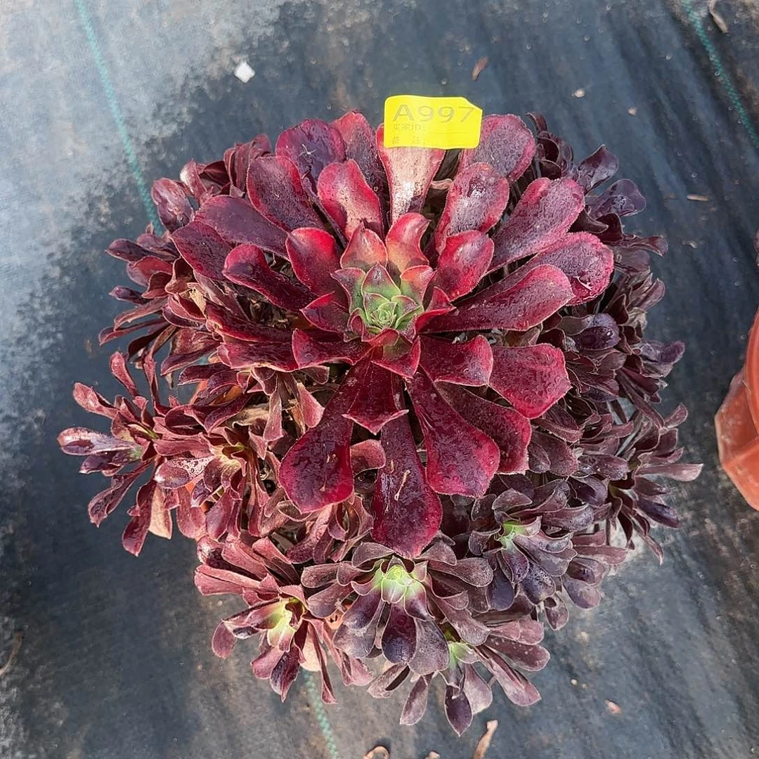 天**物蒙娜丽莎法师多肉多肉997