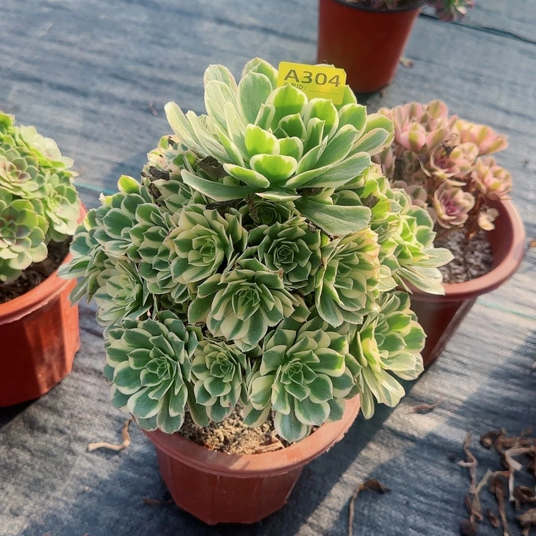 艳宁304多肉多肉