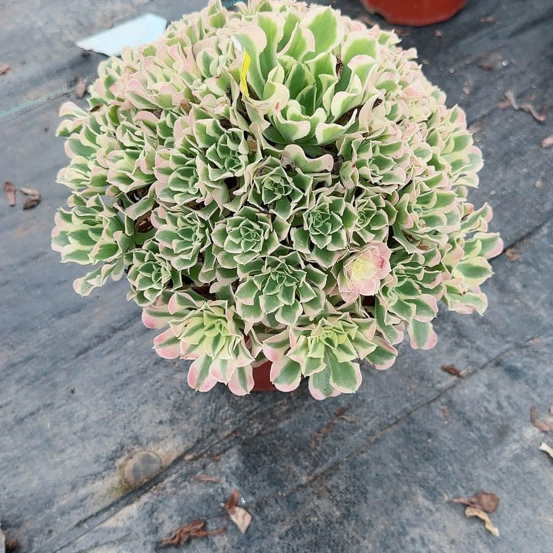 白风072多肉多肉多肉