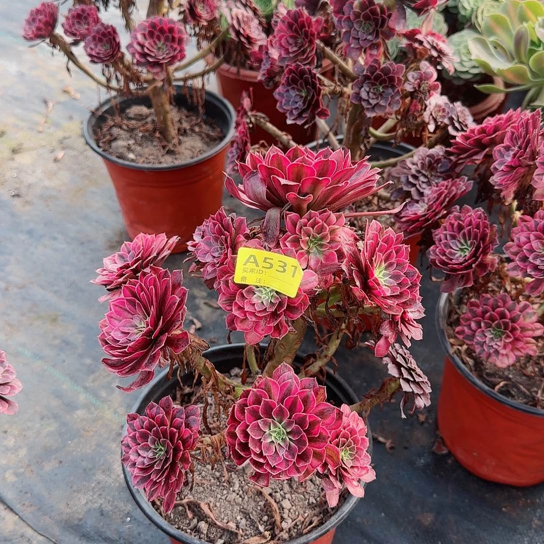 黑铜白531歪断肢多肉多肉