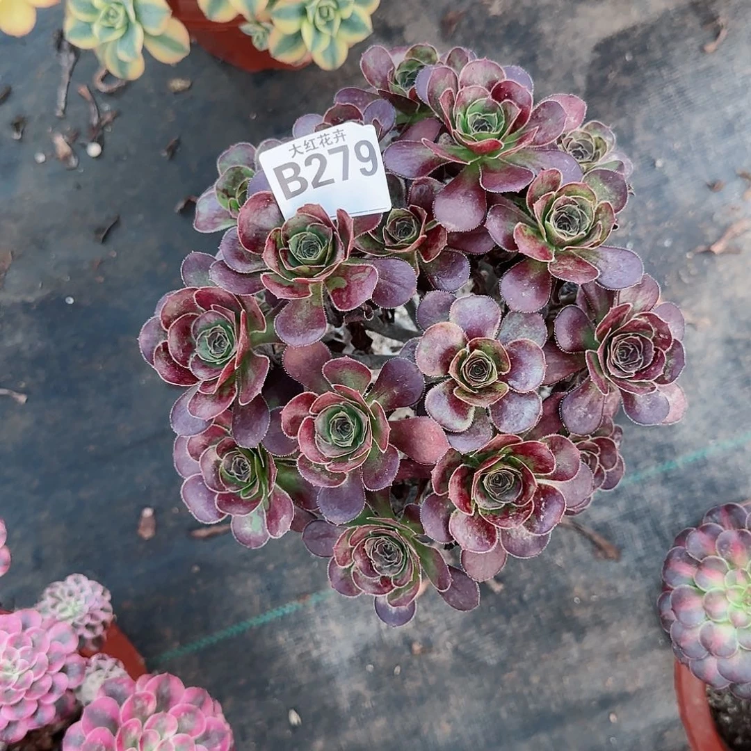 红酒杯279多肉多肉多肉