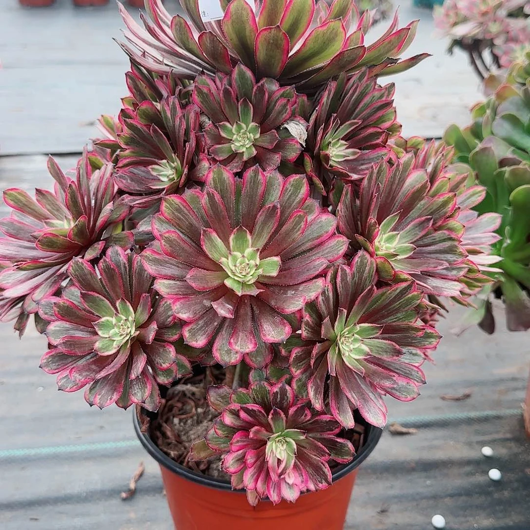 紫霞仙子338多肉多肉