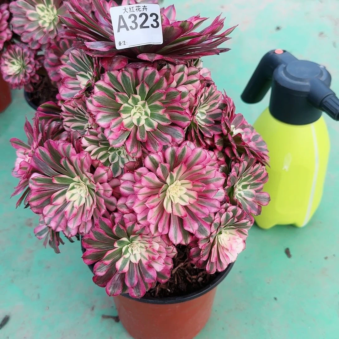 红铜白323多肉多肉