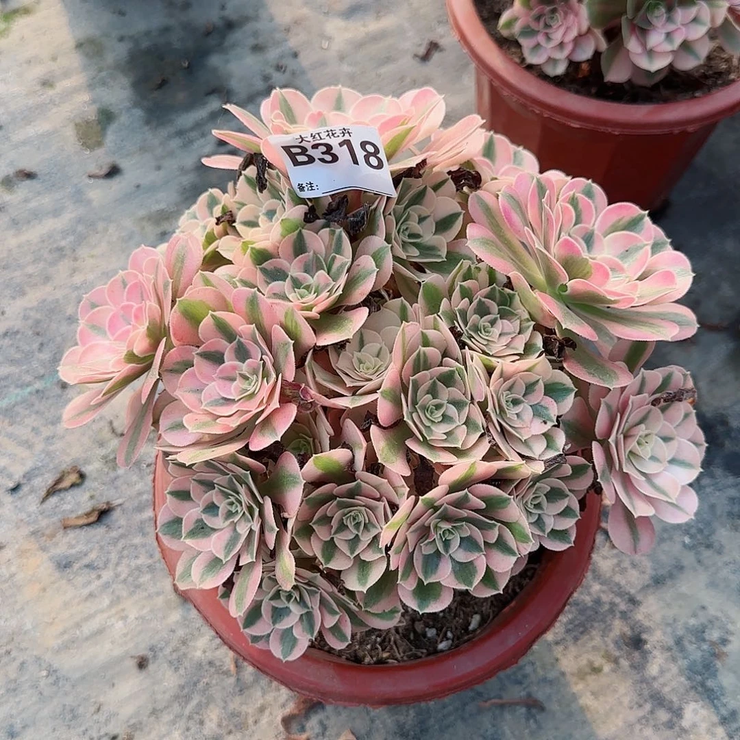 粉女巫318小小断肢