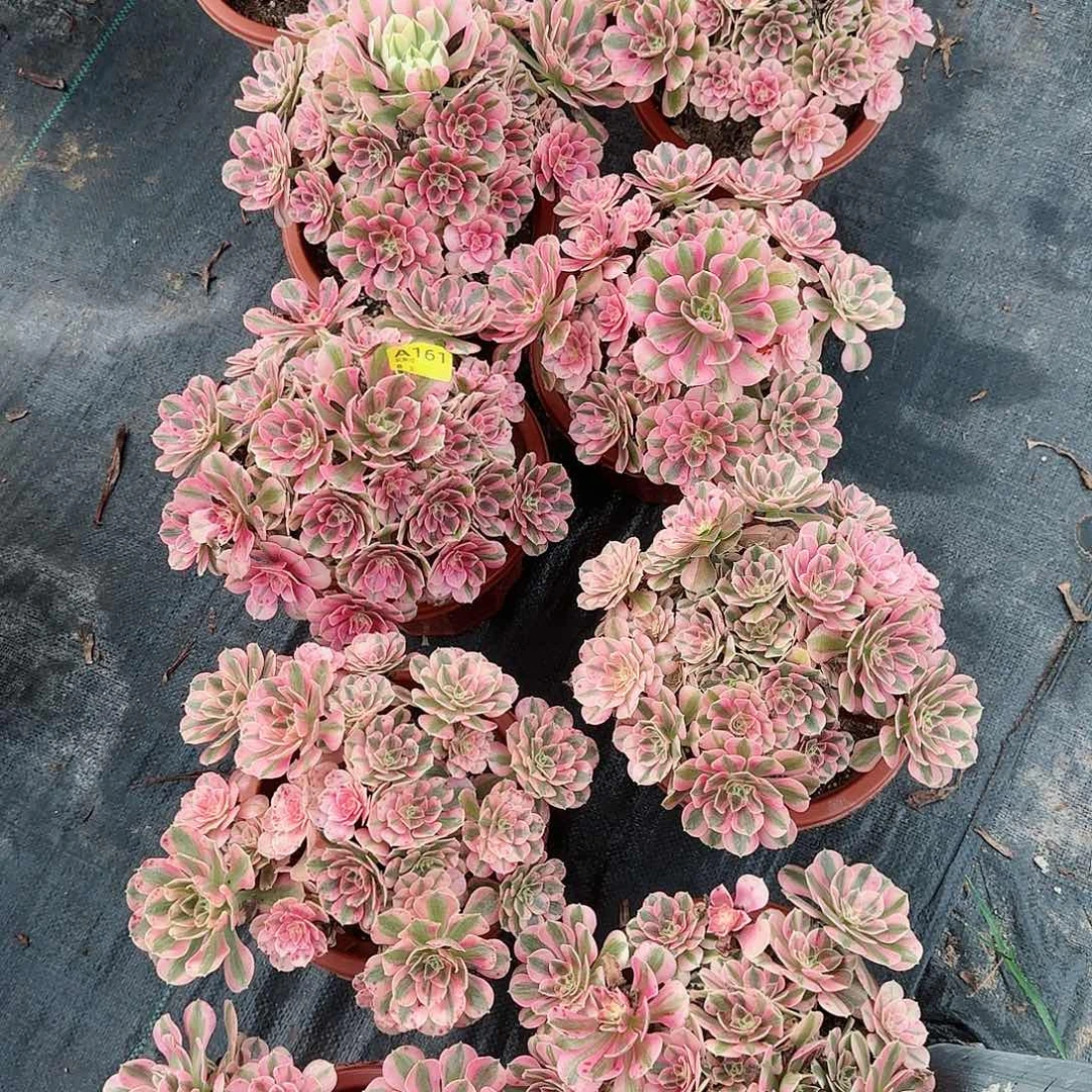 粉女巫161一组10颗多肉多肉