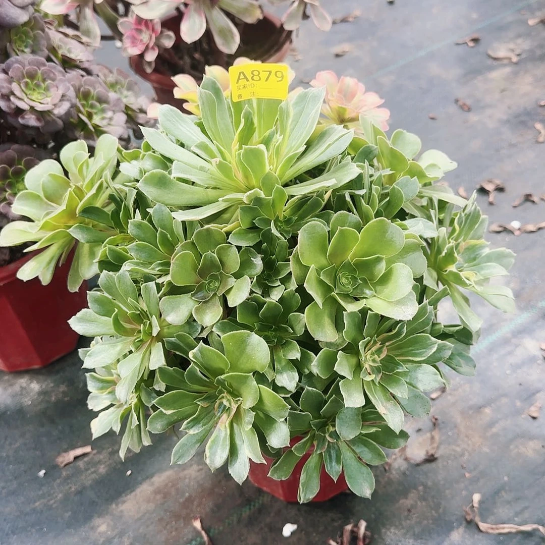 大光辉法师多肉多肉879