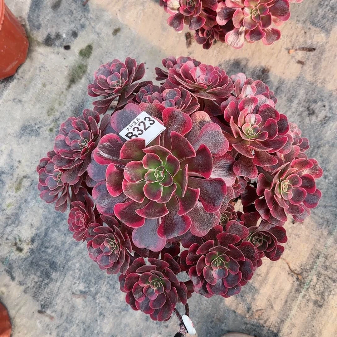 陌*爱神323多肉多肉多肉