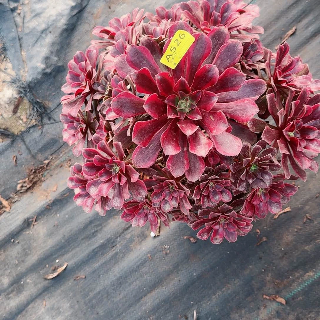 蒙娜丽526多肉多肉