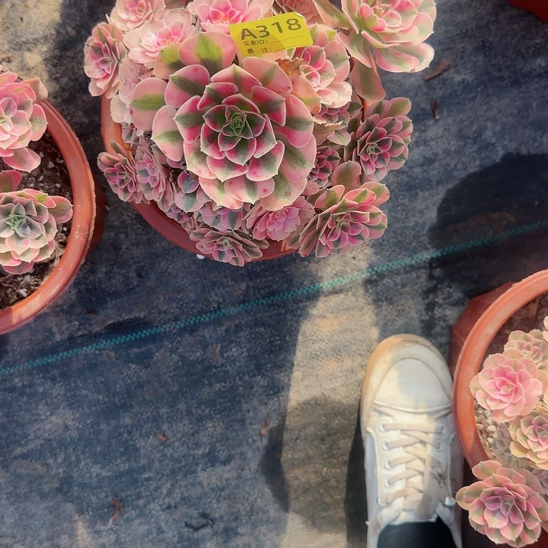 粉女巫318多肉多肉