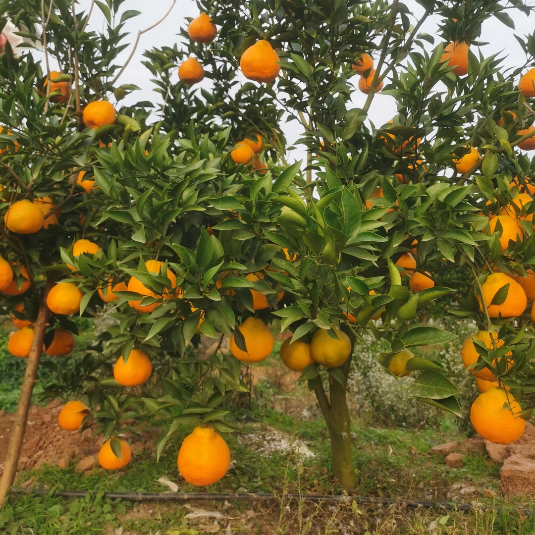 德乡仪品  粑粑柑  春见带箱10斤装山顶种植自然成熟