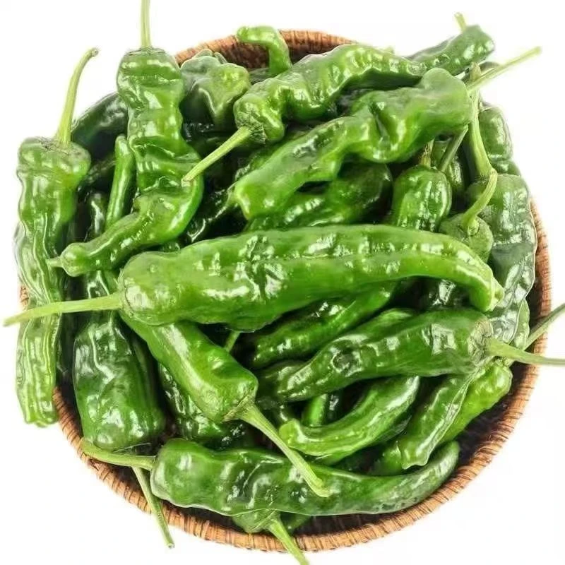 【小皱皮辣椒大中小果装】小皱皮辣椒新鲜蔬菜皮薄辣香2斤3斤5斤