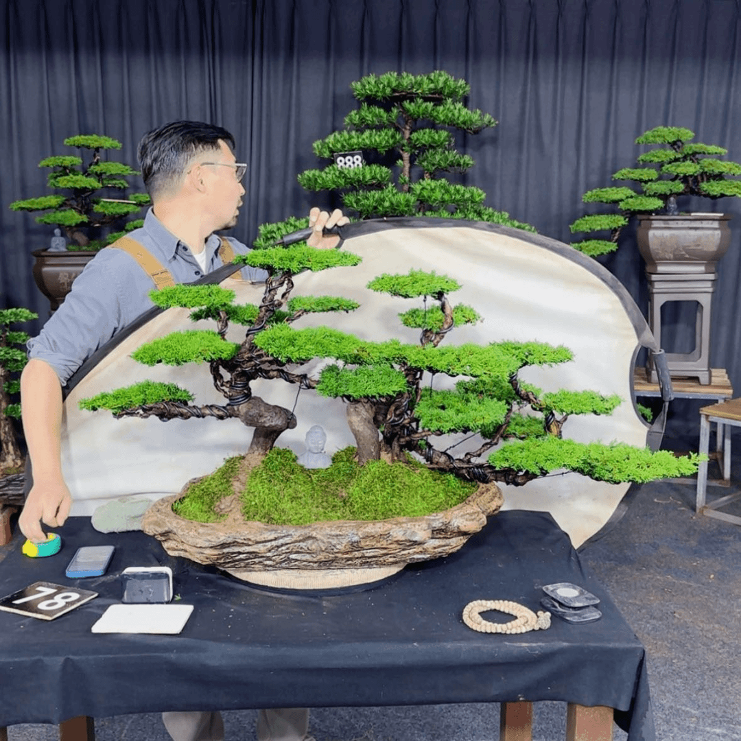 【闪购商品】盆景看*