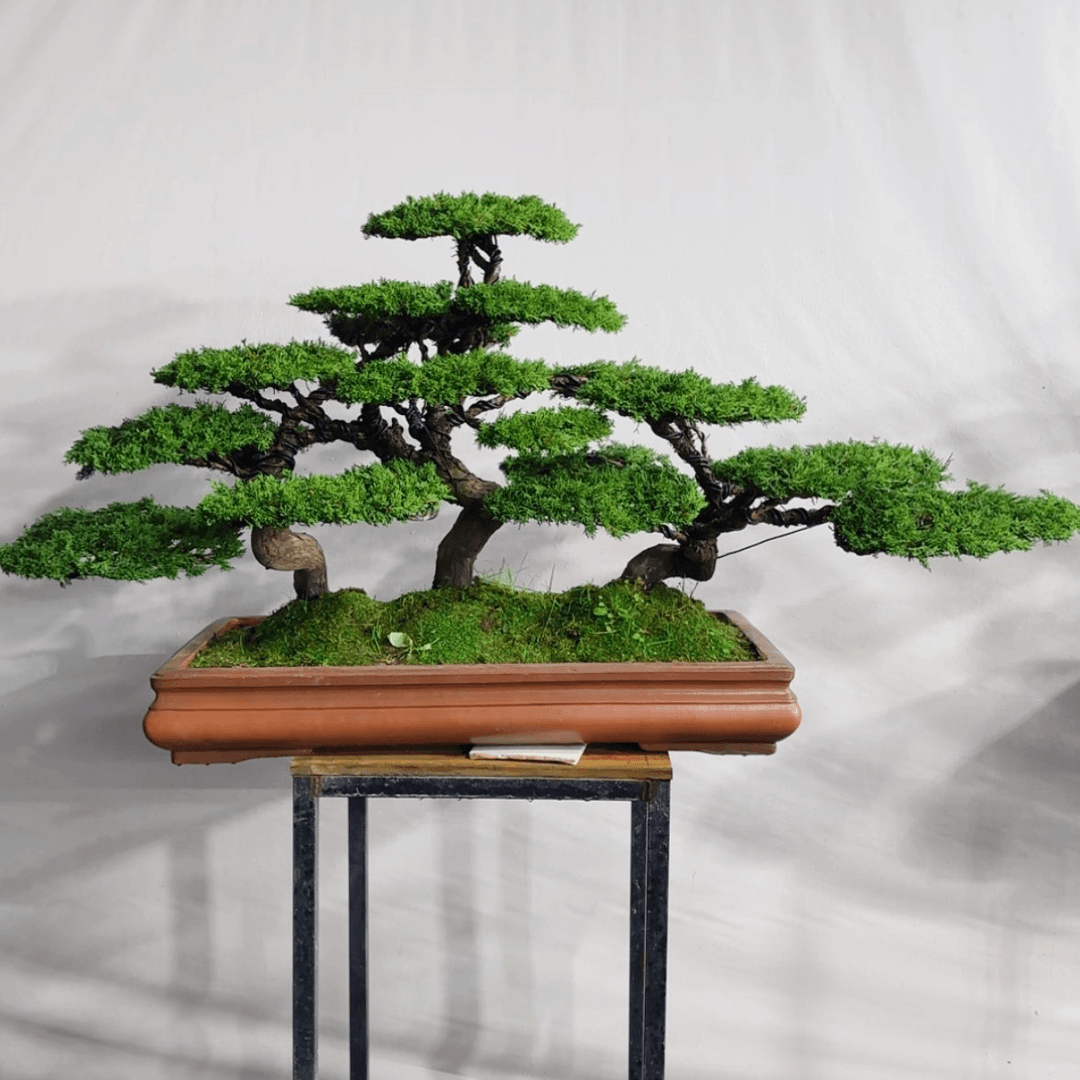 【闪购商品】盆景重****哥