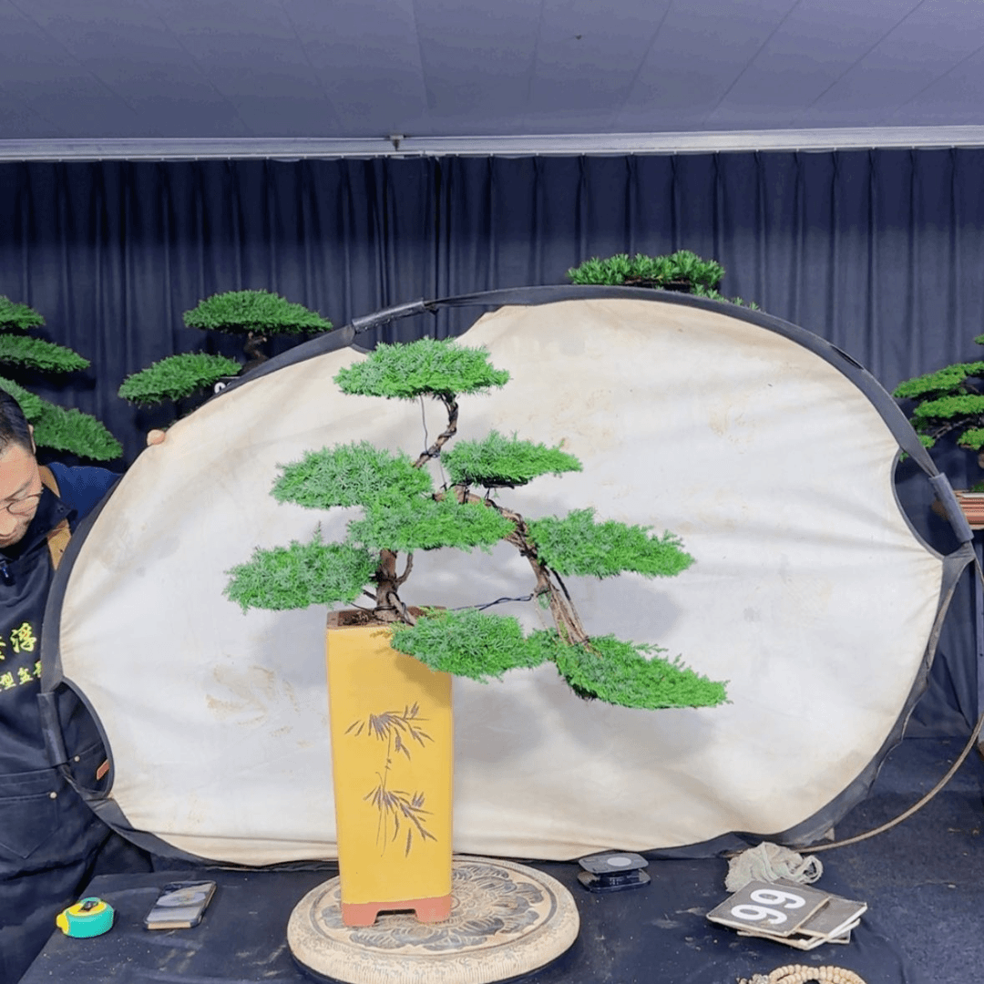 【闪购商品】盆景