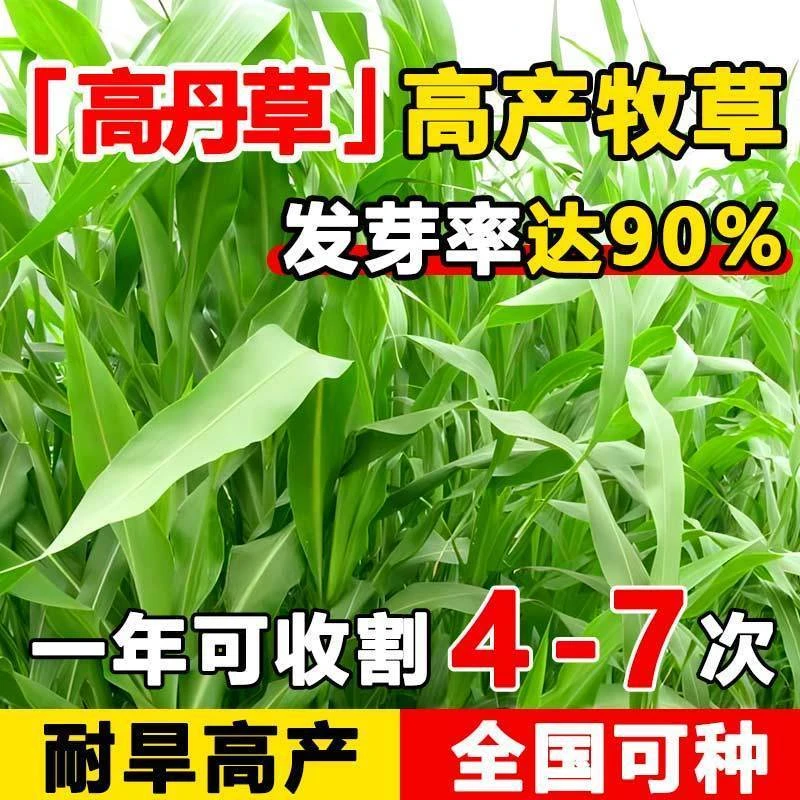 无绒毛进口高丹草种子高产牧草种子四季养殖猪牛羊鱼虾高丹王草