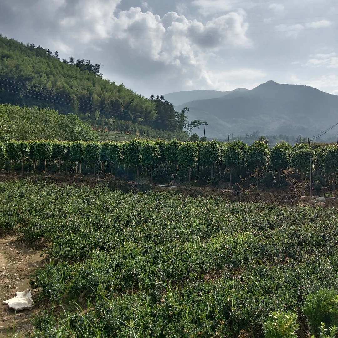 黄杨盆景高端品种一物一拍