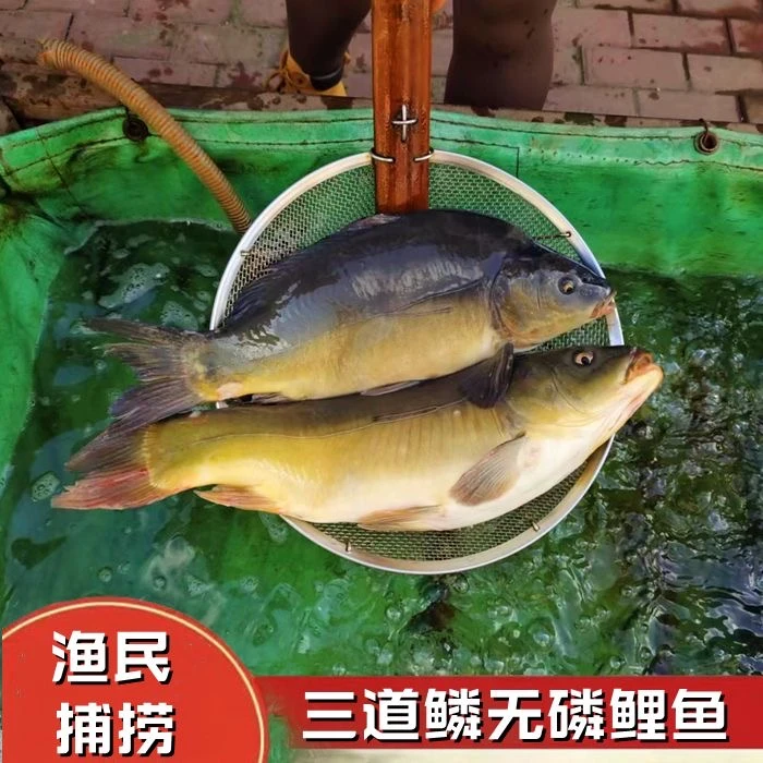 东北特产二龙湖无鳞鲤鱼三道鳞鲜嫩冷水鱼营养丰富鲜捕真空顺丰