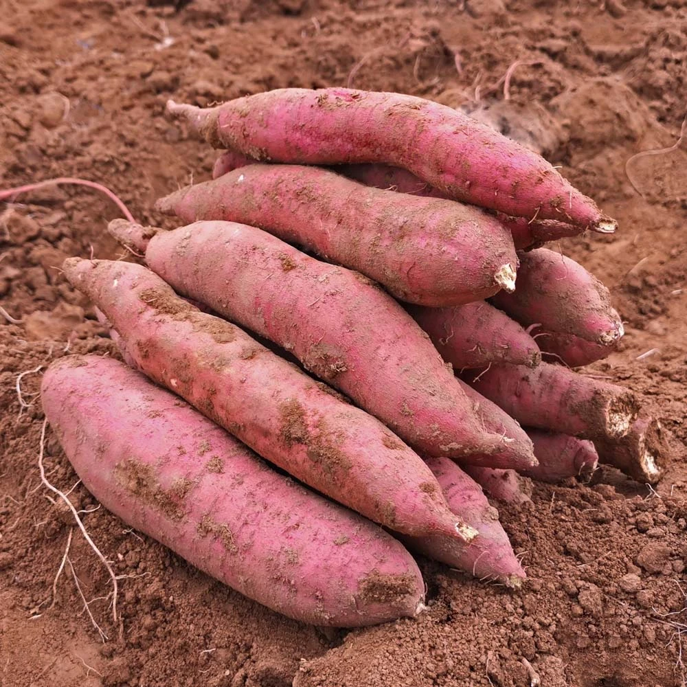 山西沙地板栗红薯蜜薯新鲜现挖农产品山地种植