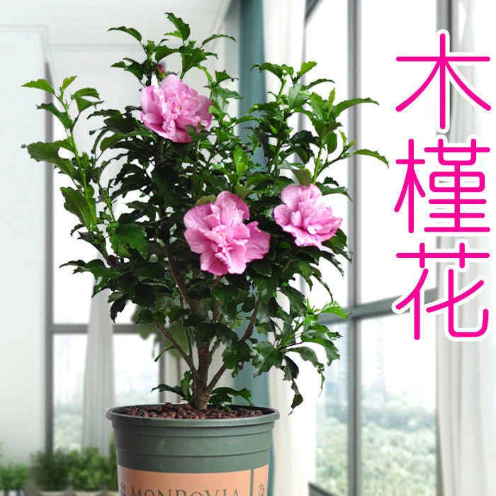玫瑰木槿花优雅可食用棒棒糖木槿花重瓣大花阳台庭院盆栽耐热抗寒