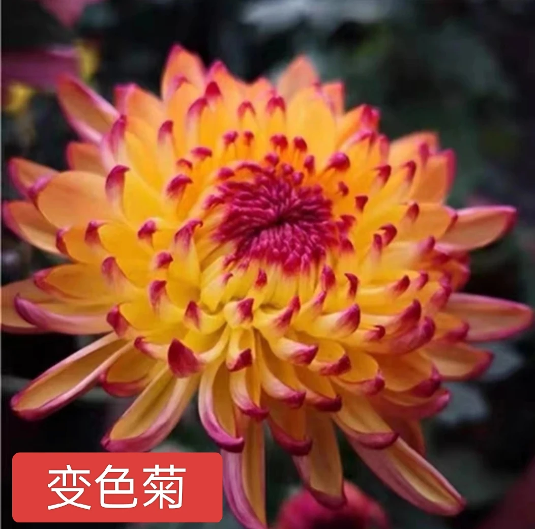 变色菊带花苞带土球发货(大花)
