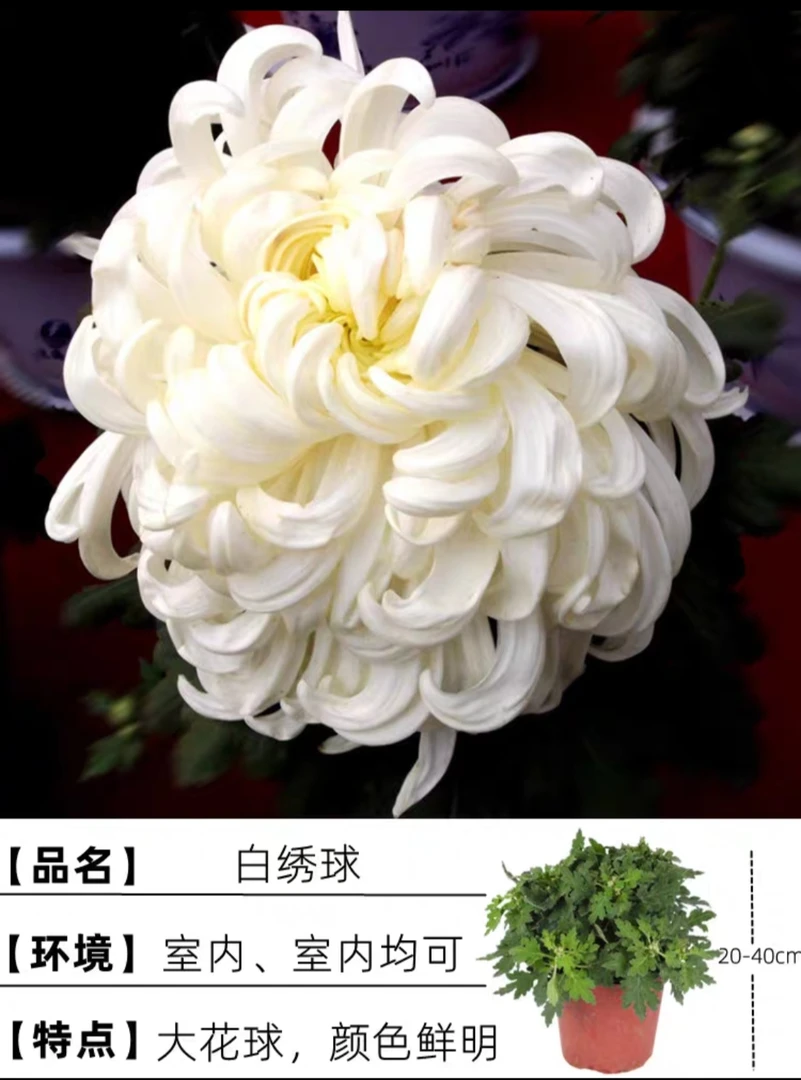 白绣球带花苞带土球发货（大花）