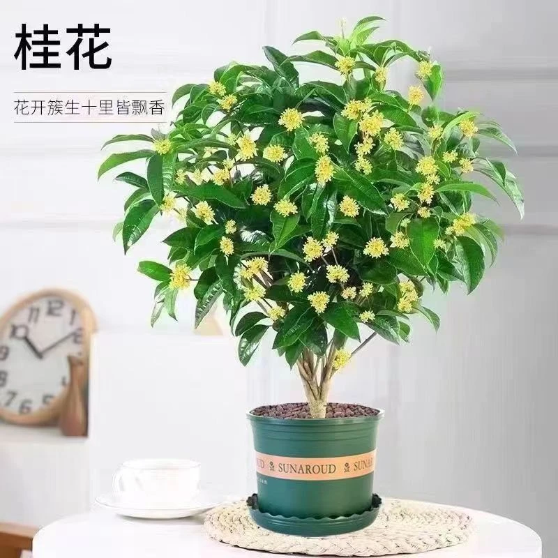 桂花树苗盆栽好养四季开花卉耐寒浓香型室内外阳台客厅庭院绿植物