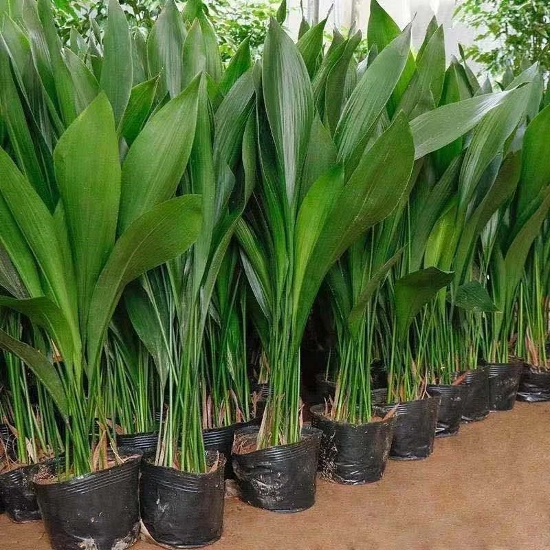 室内客厅绿植物一叶兰盆栽大型花卉四季常青好养耐荫耐寒招财懒人